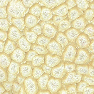 Pebeo Fantasy Prisme Multi Surface Paint 45ml - Eggshell White