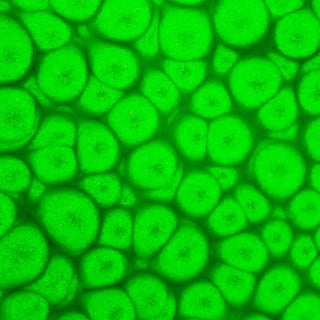 Pebeo Fantasy Prisme Multi Surface Paint 45ml - Fluorescent Green