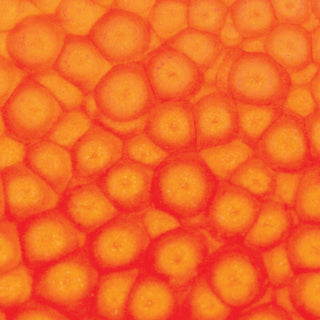 Pebeo Fantasy Prisme Multi Surface Paint 45ml - Fluorescent Orange