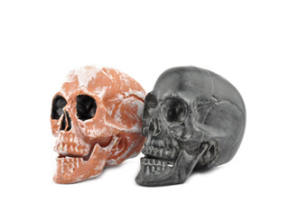 Studio 22 Plastic Life Size Human Skull Reference Figurines