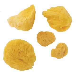 Seawhite of Brighton Assorted Sea Sponge Set